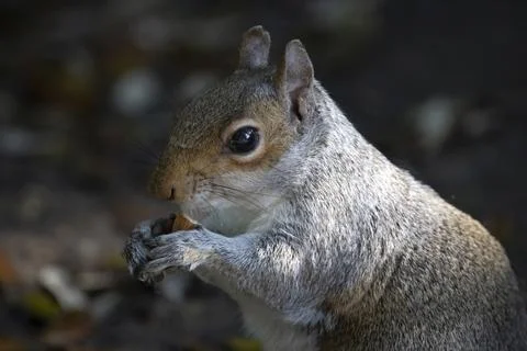 The Eastern Gray Squirrel (Sciurus carolinensis). Stock Photos