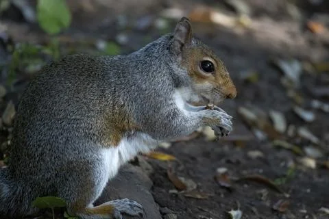 The Eastern Gray Squirrel (Sciurus carolinensis). Stock Photos