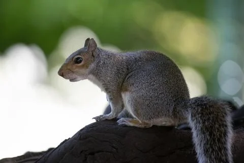 The Eastern Gray Squirrel (Sciurus carolinensis). Stock Photos