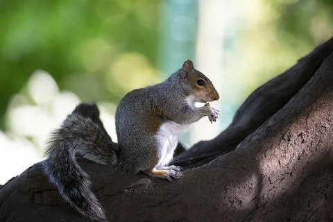 The Eastern Gray Squirrel (Sciurus carolinensis). Stock Photos