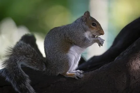 The Eastern Gray Squirrel (Sciurus carolinensis). Stock Photos