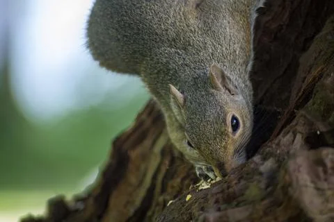 The Eastern Gray Squirrel (Sciurus carolinensis). Stock Photos