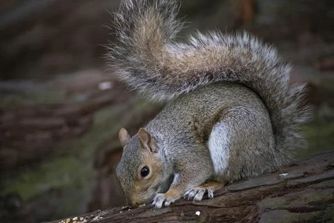 The Eastern Gray Squirrel (Sciurus carolinensis). Stock Photos