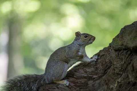 The Eastern Gray Squirrel (Sciurus carolinensis). Stock Photos