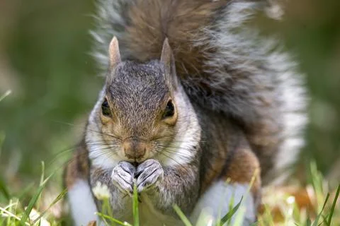 The Eastern Gray Squirrel (Sciurus carolinensis). Stock Photos