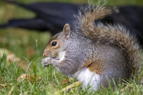 The Eastern Gray Squirrel (Sciurus carolinensis). Stock Photos