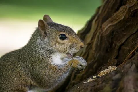 The Eastern Gray Squirrel (Sciurus carolinensis). Stock Photos