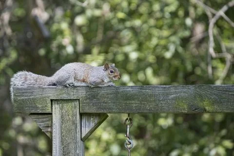 The Eastern Gray Squirrel (Sciurus carolinensis). Stock Photos