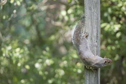 The Eastern Gray Squirrel (Sciurus carolinensis). Stock Photos