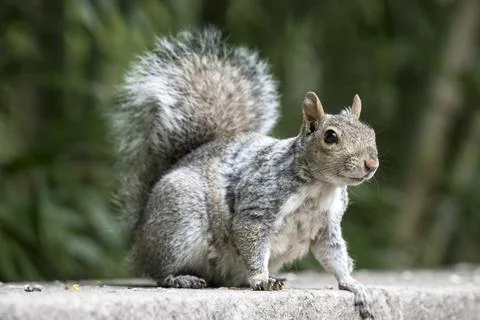 The Eastern Gray Squirrel (Sciurus carolinensis). Stock Photos