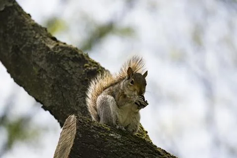 The Eastern Gray Squirrel (Sciurus carolinensis). Stock Photos