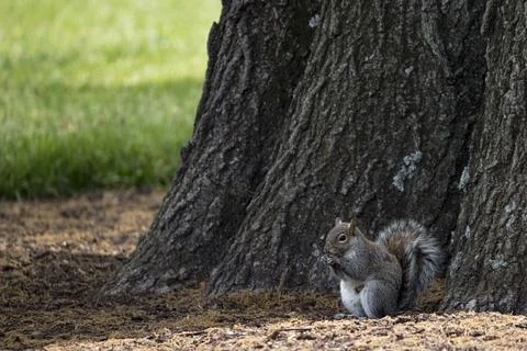The Eastern Gray Squirrel (Sciurus carolinensis). Stock Photos
