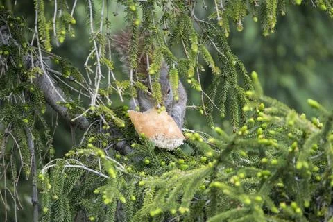 The Eastern Gray Squirrel (Sciurus carolinensis). Stock Photos