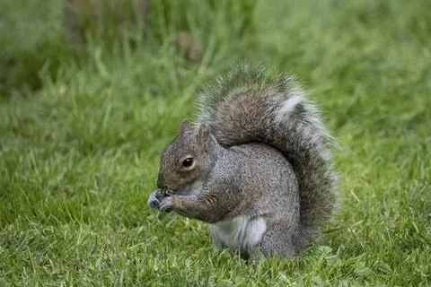 The Eastern Gray Squirrel (Sciurus carolinensis). Stock Photos