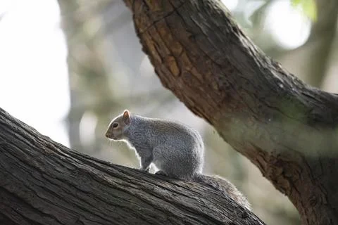 The Eastern Gray Squirrel (Sciurus carolinensis). Stock Photos