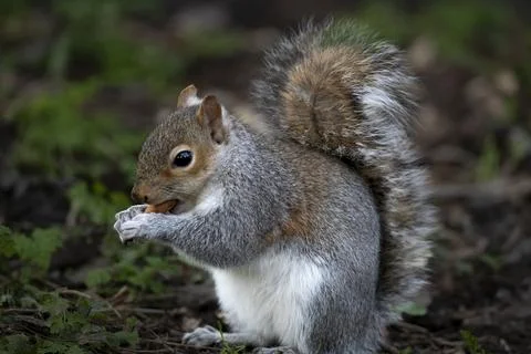 The Eastern Gray Squirrel (Sciurus carolinensis). Stock Photos