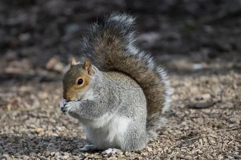 The Eastern Gray Squirrel (Sciurus carolinensis). Stock Photos