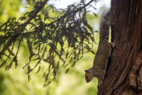 The Eastern Gray Squirrel (Sciurus carolinensis). Stock Photos