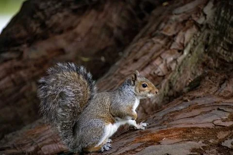 The Eastern Gray Squirrel (Sciurus carolinensis). Stock Photos