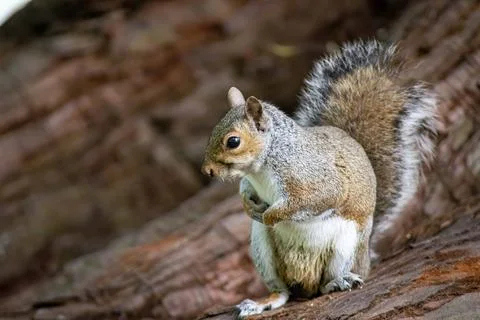 The Eastern Gray Squirrel (Sciurus carolinensis). Stock Photos