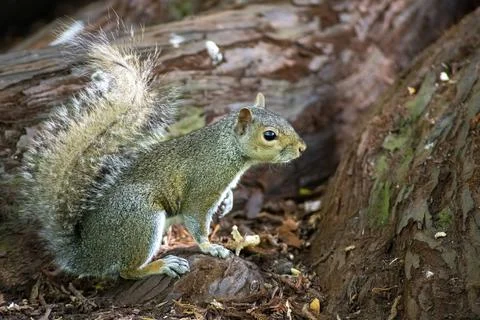 The Eastern Gray Squirrel (Sciurus carolinensis). Stock Photos