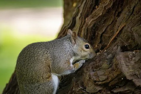 The Eastern Gray Squirrel (Sciurus carolinensis). Stock Photos