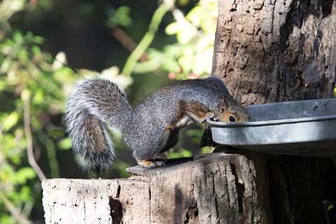 An Eastern Gray Squirrel (Sciurus carolinensis). Stock Photos