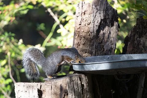 An Eastern Gray Squirrel (Sciurus carolinensis). Stock Photos