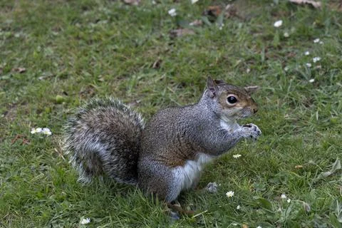 An Eastern Gray Squirrel (Sciurus carolinensis). Stock Photos
