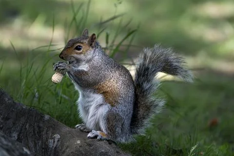 An Eastern Gray Squirrel (Sciurus carolinensis). Stock Photos
