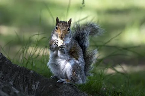 An Eastern Gray Squirrel (Sciurus carolinensis). Stock Photos