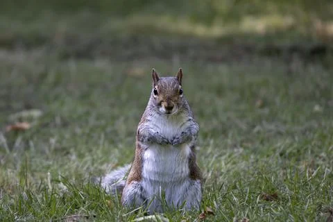 An Eastern Gray Squirrel (Sciurus carolinensis). Stock Photos