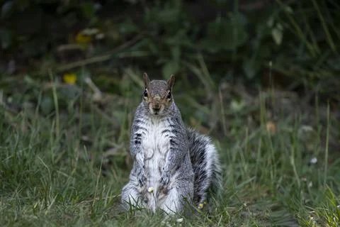 An Eastern Gray Squirrel (Sciurus carolinensis). Stock Photos