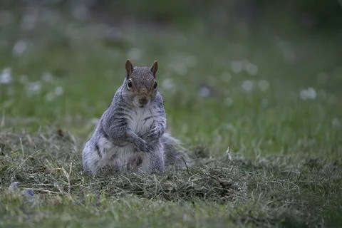 An Eastern Gray Squirrel (Sciurus carolinensis). Stock Photos