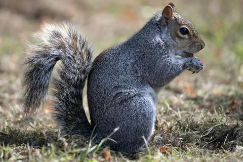 An Eastern Gray Squirrel (Sciurus carolinensis). Stock Photos