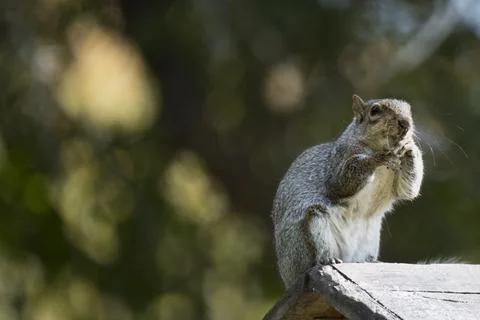 An Eastern Gray Squirrel (Sciurus carolinensis). Stock Photos