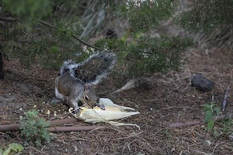 An Eastern Gray Squirrel (Sciurus carolinensis) eating scavenged corn. Stock Photos