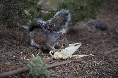 An Eastern Gray Squirrel (Sciurus carolinensis) eating scavenged corn. Stock Photos