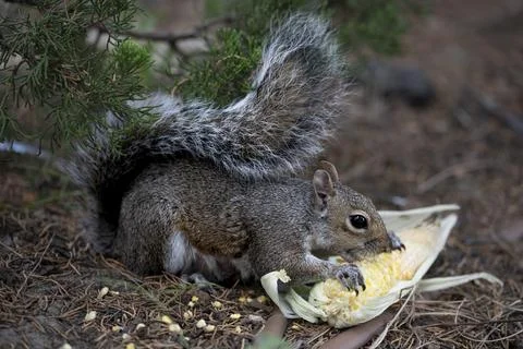 An Eastern Gray Squirrel (Sciurus carolinensis) eating scavenged corn. Stock Photos