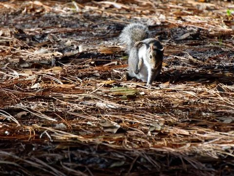 Eastern Gray Squirrel Scratching an Itch Foto stock