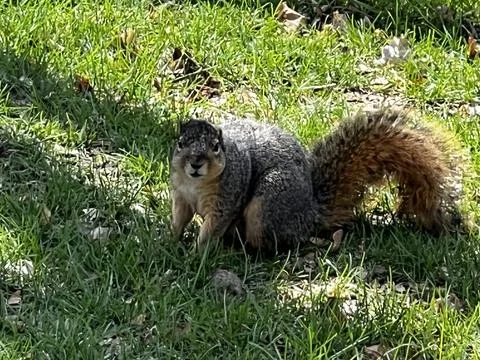 Eastern gray squirrel side angle Stock Photos