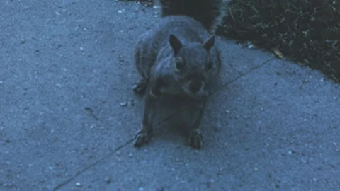 Eastern Gray Squirrel on Sidewalk in New York City, 1960s Stock Footage 339187649