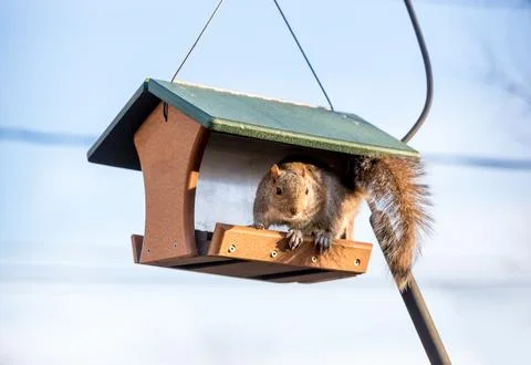 An Eastern Gray Squirrel sitting on a bird feeder Stock Photos