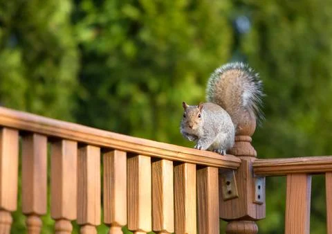 An Eastern Gray Squirrel sitting on a deck in a backyard Stock Photos