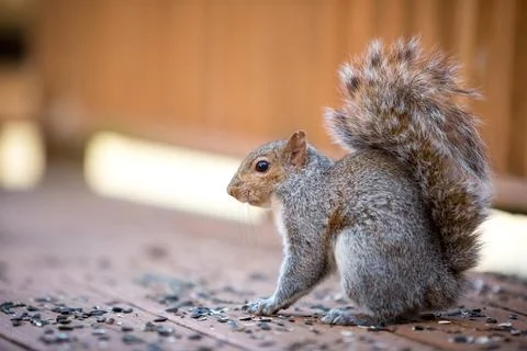 An Eastern Gray Squirrel sitting on a deck with sunflower seeds Stock Photos