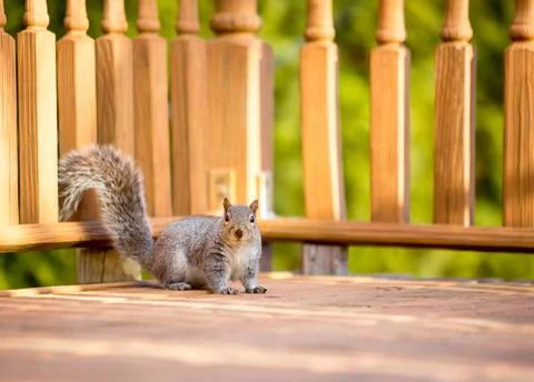 An Eastern Gray Squirrel sitting on a deck in a backyard 库存照片