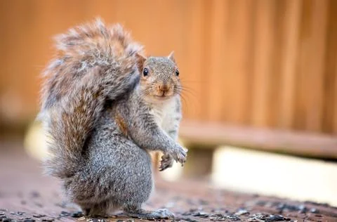 An Eastern Gray Squirrel sitting on a deck with sunflower seeds Stock Photos