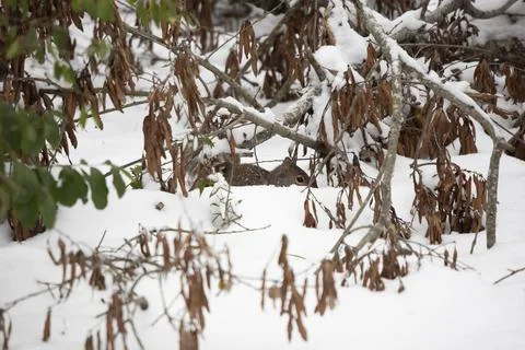 Eastern Gray Squirrel in the Snow Stock-Fotos