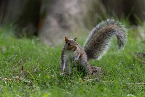 Eastern gray squirrel standing in grass in Central Park Foto stock