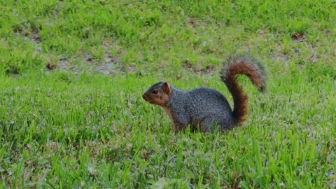 Eastern gray squirrel standing in green grass while searching for food in a Stock Footage 338012479
